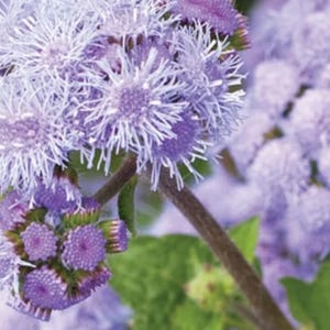 May include: Close-up of a cluster of light purple flowers with spiky petals. The flowers have a central, darker purple core and are surrounded by green leaves and stems. The image is well-lit and shows the details of the flower.