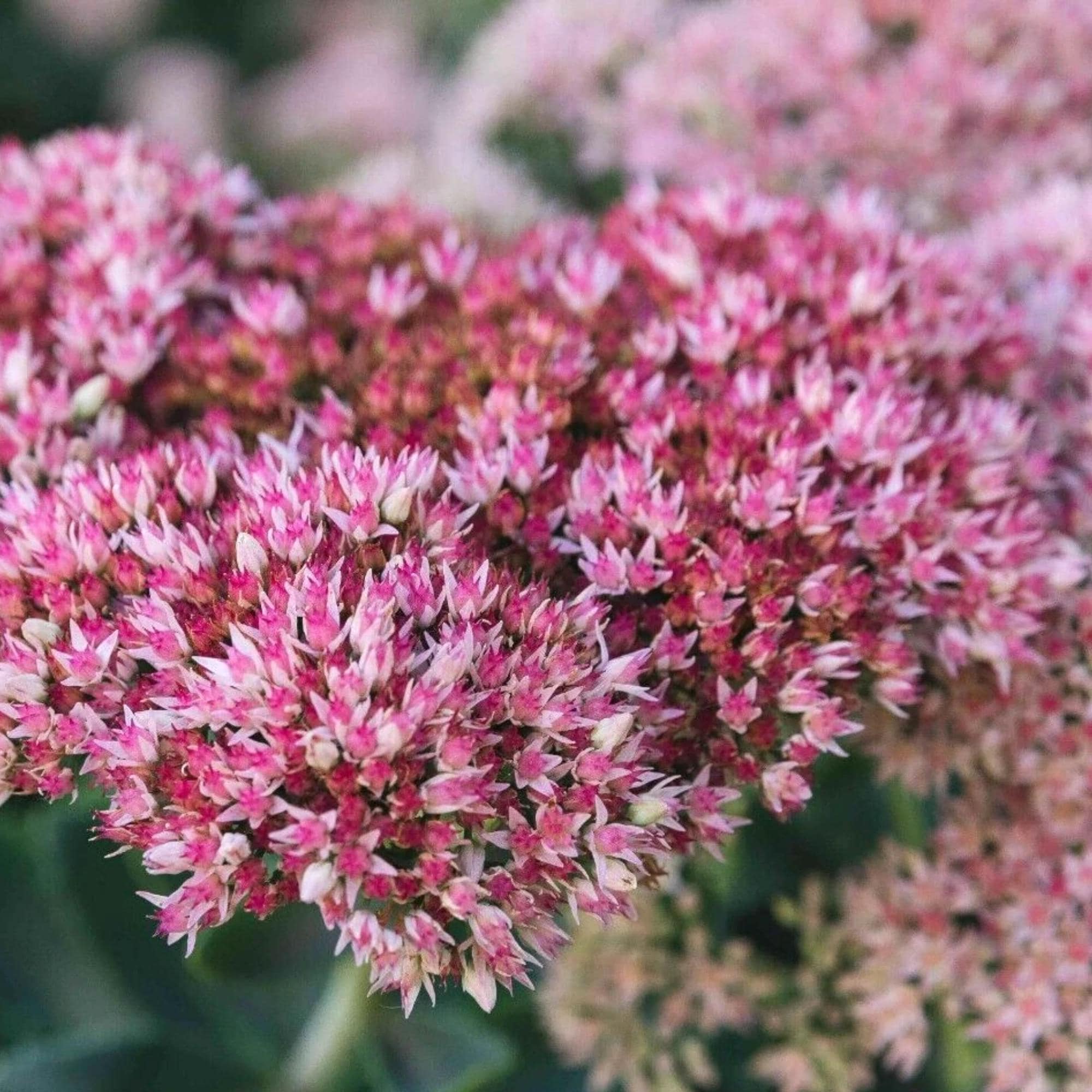 Sedum autumn joy seeds - Etsy 日本