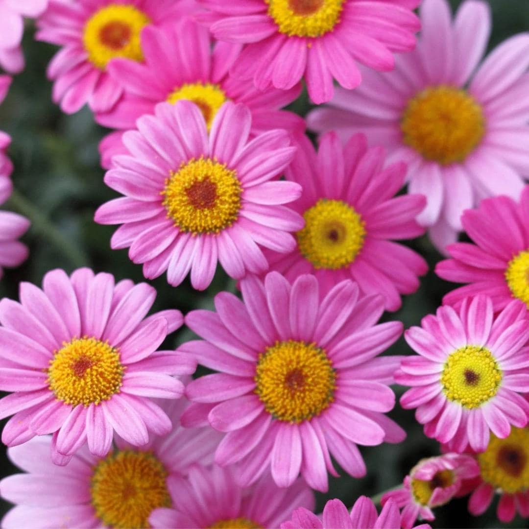 100 Pink Robinsons Daisy Seeds Painted Y Pyrethrum Coccineum Rose ...