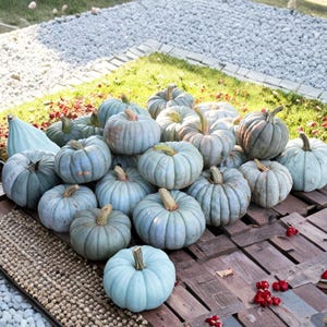Puede incluir: Un conjunto de calabazas azul-verdosas con tallos marrones, dispuestas sobre una superficie de madera. Las calabazas varían en tamaño y forma, creando una exhibición otoñal rústica. Hay bayas rojas esparcidas.