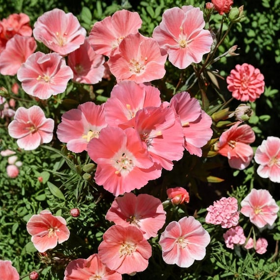 Godetia Peach Seeds: Clarkia Amoena Annual Flowers, Cottage Garden Blooms (1000 Seeds)