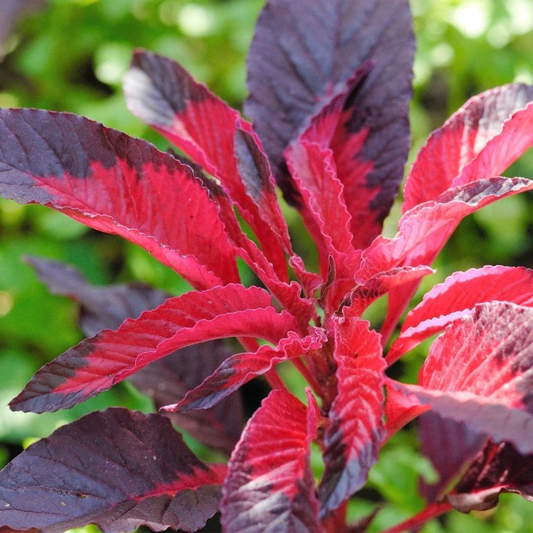 100 Amaranthus Early Splendor Seeds — Tricolor Amaranth Hypochondriacus ...