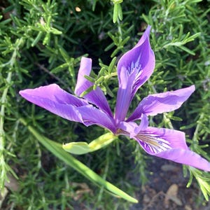 Könnte beinhalten: Nahaufnahme einer leuchtend violetten Irisblüte mit zarten Blütenblättern und komplizierten Mustern. Die Blume ist von grünem Laub umgeben, was eine natürliche und frische Ästhetik erzeugt. Die Iris steht in voller Blüte und zeigt ihre Schönheit.