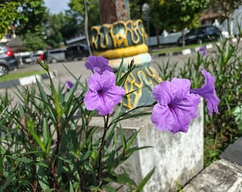 Sementes de petúnias mexicanas - Ruellia brittoniana 'Blue Star' 150 sementes