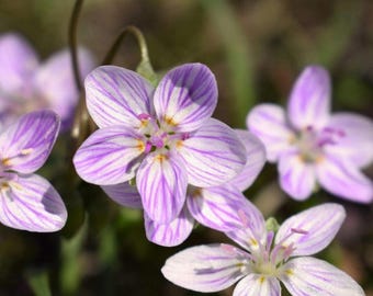 20 Virginia Spring Beauty Seeds Claytonia virginica Eastern Fairy Pink Striped Native Wildflower Spring