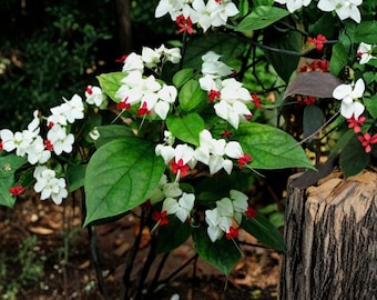 May include: A bleeding heart vine plant featuring clusters of white, heart-shaped calyxes and small, bright red flowers. The plant has dark green, pointed leaves and is positioned next to a textured, weathered wooden tree stump.