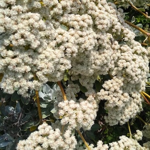 May include: A close-up shot of a cluster of small, white flowers with a dense, textured appearance. The flowers are tightly packed together, forming a full, rounded shape. Green leaves and stems are visible, providing a contrast to the white blooms.