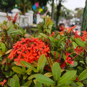 10 Ixora Red Flower Seeds for Planting – Tropical Shrub Seeds, Vibrant Blooms, Garden & Landscape Plants – Fast Shipping