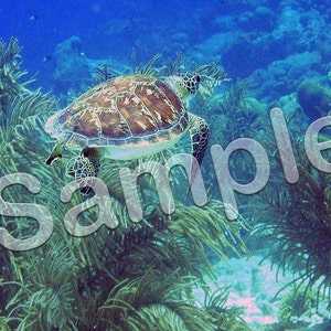 Bonaire 2007 - Sea Turtle