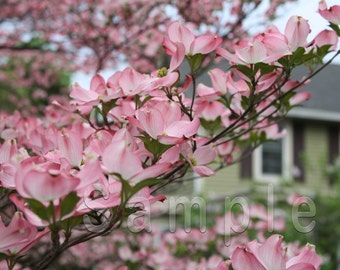 Pink Dogwood flowers