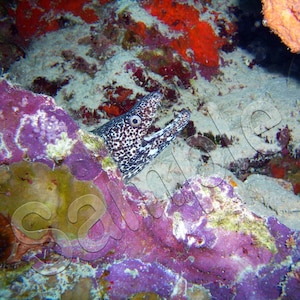 Bonaire 2007 - Spotted Moray Eel
