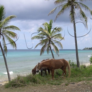 St. Croix, USVI 2005 - paarden grazen door de Oceaan (2 beelden opgenomen)