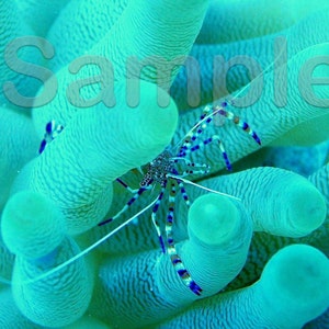 Bonaire 2007 - Harlequin Shrimp in anemone