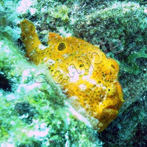 Bonaire 2007 - orange Frog Fish