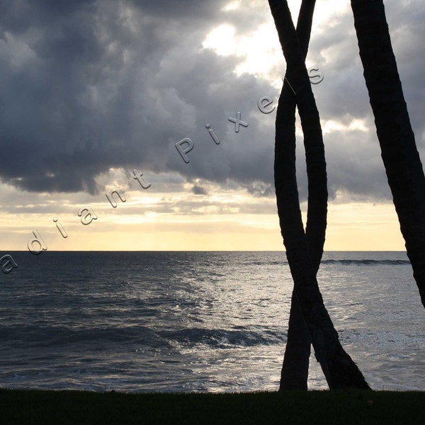 Puerto Rico 2009 - Sunset and twisted palm trees