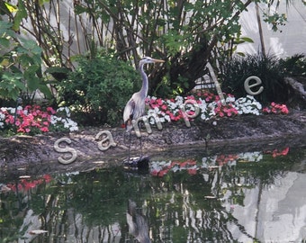 Florida 2003 - Blue Heron