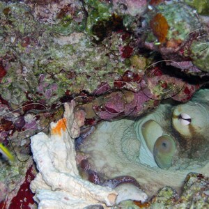 Cozumel, Mexico 2006 - octopus hiding in coral