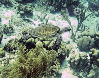 Sea Turtle - Bonaire 2007