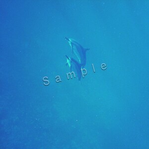 Big Island Hawaii - spinner dolphins (2 images included)