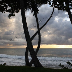 Puerto Rico 2009 - Sunset with palm trees