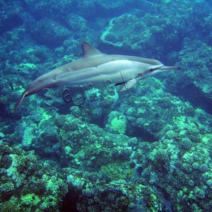 Big Island Hawaii - Spinner-Delphin