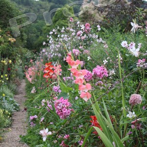 France 2009 - Monet&#39;s Garden Path (2 images included)
