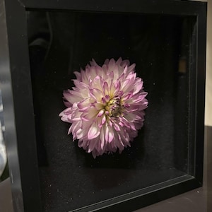 Preserved Dahlia Shadow Box: Real Floral Art - Handmade Home Decor
