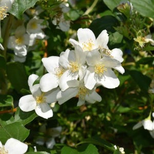 May include: A cluster of white mock orange flowers with four rounded petals and prominent yellow stamens in the center. The blossoms are surrounded by deep green leaves, with additional buds and partially opened flowers visible in the background.