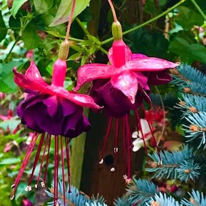 Live Voodoo Fuchsia Plant – Large – 6" Pot – Exotic Shade-Loving Flowering Ornamental Plant – Unique Hanging Basket Style Decorative Plant