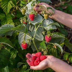 May include: A close-up of a raspberry plant with ripe red raspberries and unripe green berries. A hand is holding a handful of freshly picked raspberries. The leaves are green and the background is blurred.