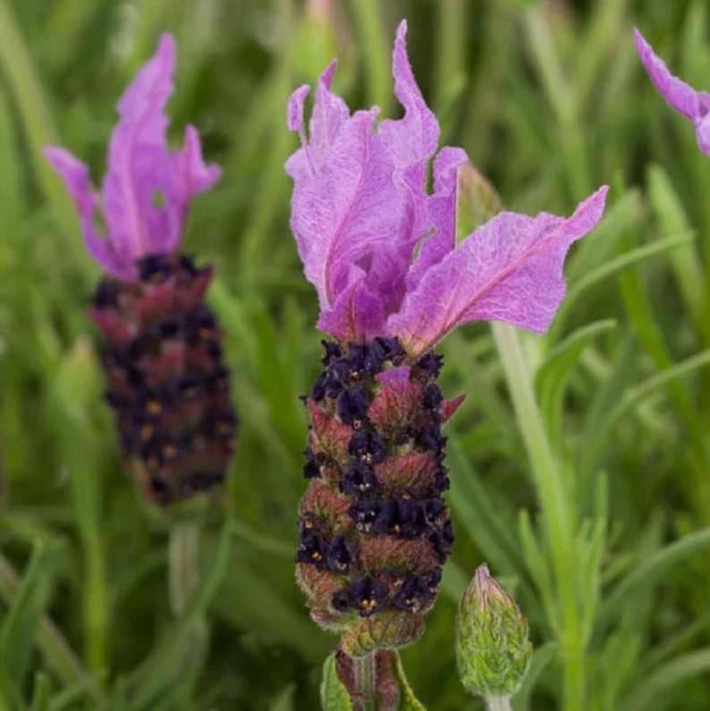 Op de afbeelding: Close-up van lavendelbloemen met paarse bloemblaadjes en donkerpaarse knoppen. De bloemen hebben een unieke vorm, met lange, slanke bloemblaadjes die omhoog buigen. De knoppen zitten dicht op elkaar, waardoor een textuur ontstaat. De achtergrond is groen en wazig.