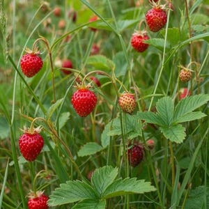 May include: A cluster of wild strawberries growing on thin green stems amidst tall blades of grass. The small, conical fruits display a vibrant red color with visible seeds on their textured surfaces, accompanied by green trifoliate leaves.