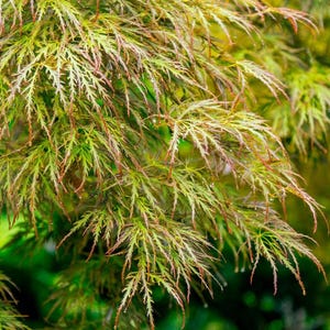 May include: A Japanese maple tree with delicate, lacy, dissected leaves in shades of light green, yellow, and reddish-orange. The foliage is fine and feathery, with small water droplets visible on the tips of the narrow, serrated leaf segments.