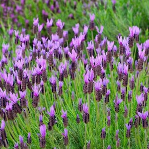 1 Live Spanish Lavender Herb Plant – Fragrant Flowering Shrub – Ideal for Containers, Herb Gardens & Pollinator-Friendly Landscapes