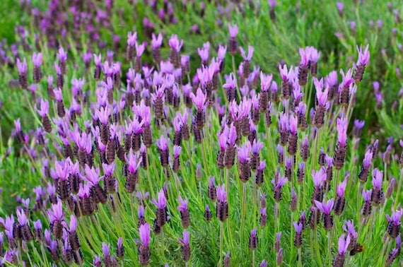 1 Live Spanish Lavender Herb Plant – Fragrant Flowering Shrub – Ideal for Containers, Herb Gardens & Pollinator-Friendly Landscapes – 3" Pot