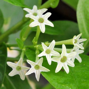 Live Night Blooming Jasmine Plant – 3–6&quot; Tall in 3–4&quot; Pot – Fragrant Hardy Perennial Blooms – Ideal for Gardens & Nighttime Fragrance