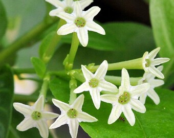 Live Night Blooming Jasmine Plant (Cestrum Nocturnum) - Intensely Fragrant Starter Plant