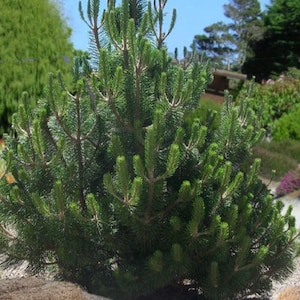 May include: A dense, conical evergreen shrub featuring vibrant green needle-like foliage. The plant displays multiple upright branches with new growth tips extending vertically, creating a textured, layered appearance throughout the structure.