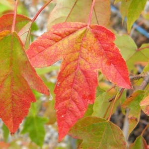 Trident Japanese Maple (Acer buergerianum) – Medium – 4" Pot – Ornamental Deciduous Landscape Tree – Hardy Urban & Garden Maple