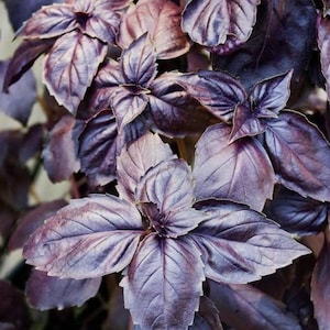 May include: A cluster of dark purple basil leaves with prominent veins and a smooth, slightly glossy texture. The foliage is arranged in dense, overlapping layers, showcasing deep violet and maroon hues throughout the plant's stems and leaves.