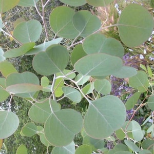 May include: Close-up of eucalyptus branches with round, pale green leaves. The leaves have a subtle reddish-brown edge. The branches are a light gray color. The background is blurred, showing other greenery.