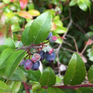 May include: Close-up of a cluster of blueberries on a branch with green leaves. The blueberries are a mix of blue and purple hues, with some showing a pinkish-red color. The leaves are a vibrant green.