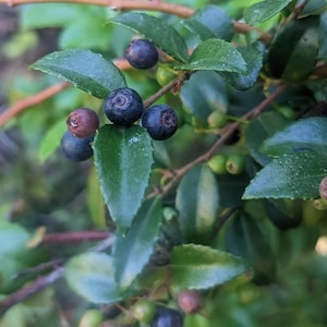 May include: Close-up of a plant branch with several dark blue berries and green leaves. Some berries are a reddish-brown color. The leaves are a deep green, and the background is blurred.