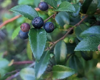 Live Huckleberry Plants - Vaccinium ovatum  -Tiny - 1-2" Tall in Little 1,5" pots -  Evergreen Berry Bush – Edible Berries