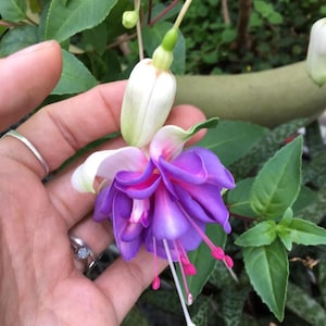 May include: A fuchsia flower featuring a white, elongated bud and a multi-layered, ruffled bloom with deep purple petals. The flower has long, thin stamens with bright pink tips and a single white central stamen, surrounded by green leaves.