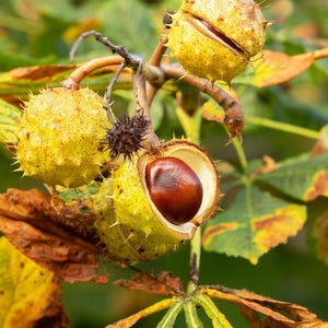 May include: Several horse chestnut fruits hanging from a branch. The fruits are encased in spiky, light yellow-green husks, with one husk partially split open to reveal a smooth, dark brown, round seed inside. The surrounding leaves are yellowing.