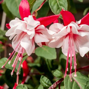 Live Fuchsia Trailing Swingtime Plant – 3-Inch Pot – Vibrant, Long-Blooming Flowers Perfect for Hanging Baskets, Containers & Shaded Gardens