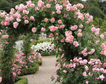 Live Light Pink Climbing Rose Plant – Small – 3" Pot – Climbing Flowering Vine – Soft Pink Fragrant Blooms