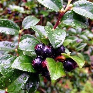 Live Set of 4 Wild Huckleberry Plants – 7-12 Inch Tall in 4-Inch Pots – Hardy Berry Shrubs with Edible Fruits – Ideal for Gardens