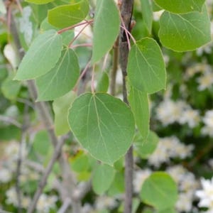 Live Quaking Aspen Plant – Small – 8" Tall – 4" Pot – Deciduous Fast-Growing Tree – Bright Yellow Fall Color